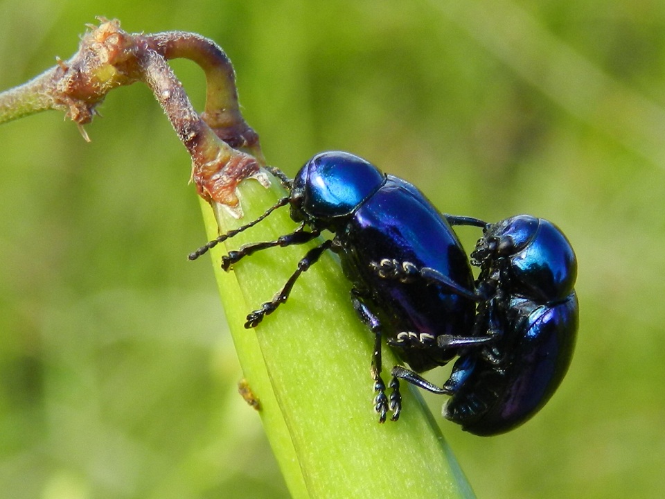 ID maggiolini blu in accoppiamento: Eumolpus asclepiadeus