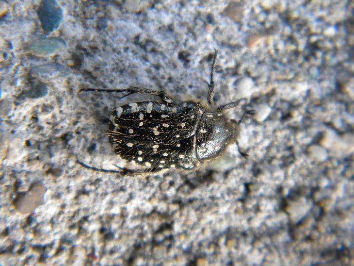 Oxythyrea funesta