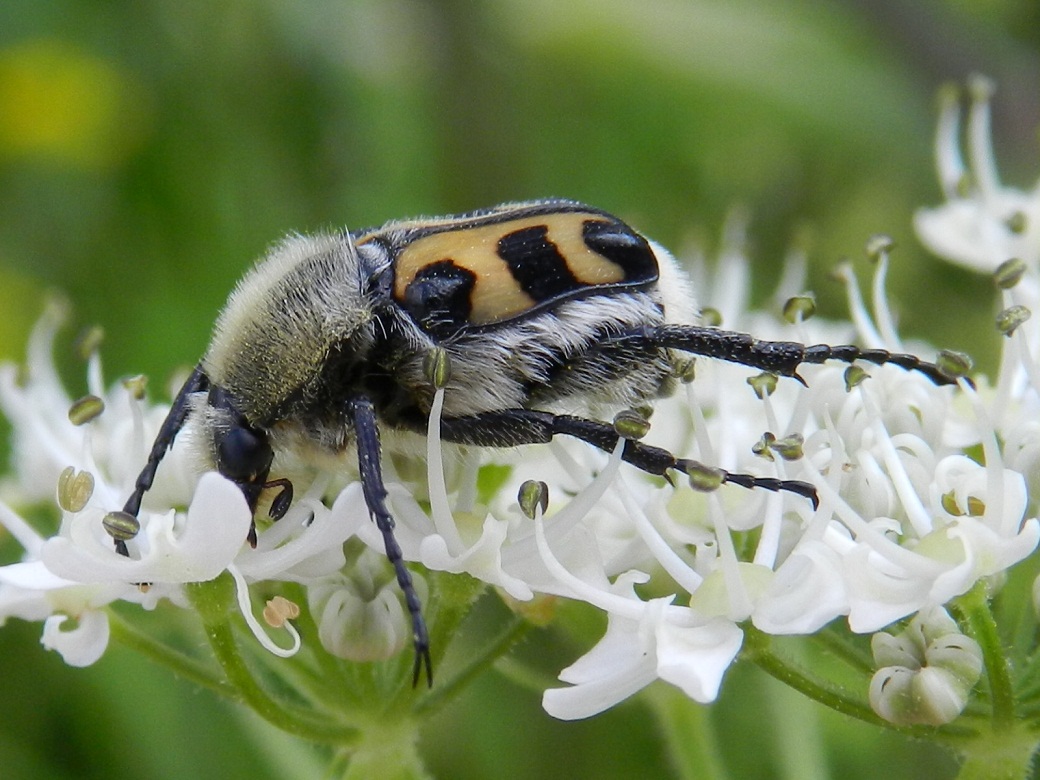 ID bel maggiolino: probabile Trichius zonatus