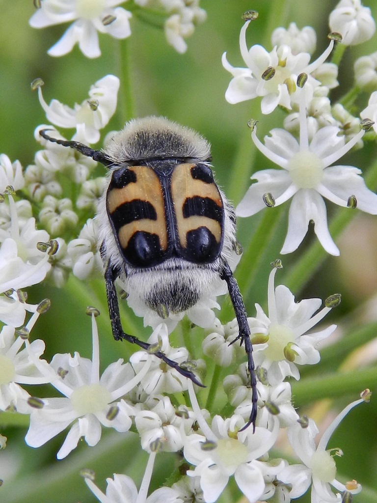 ID bel maggiolino: probabile Trichius zonatus