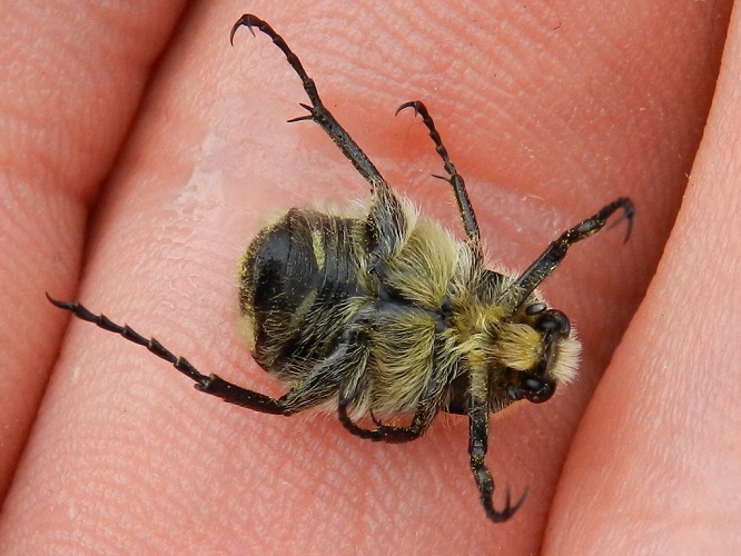 ID bel maggiolino: probabile Trichius zonatus