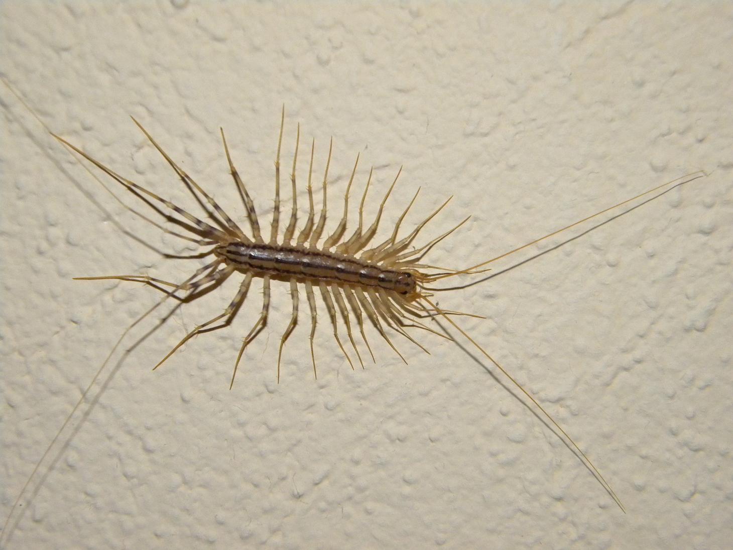 Scutigera coleoptrata(centopiedi)
