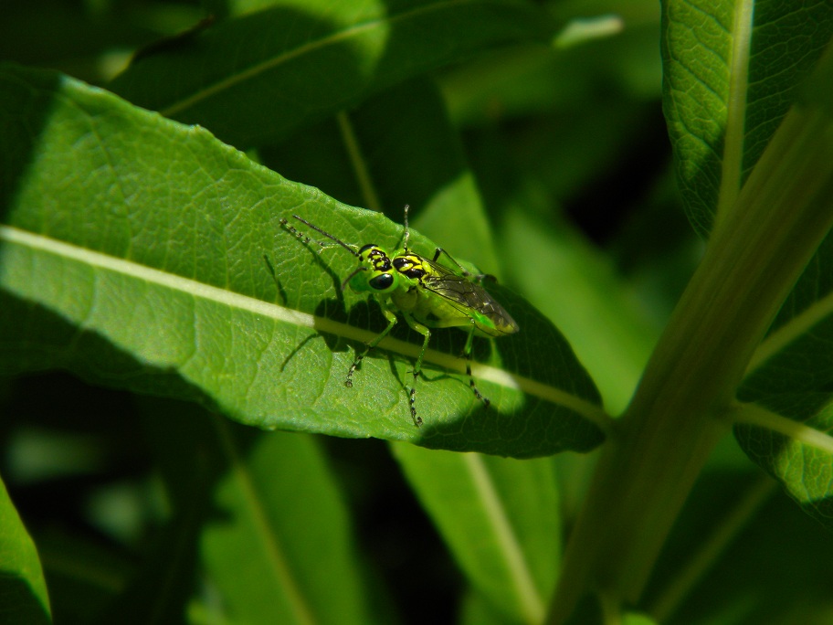 Tenthredinidae del genere Rhogogaster