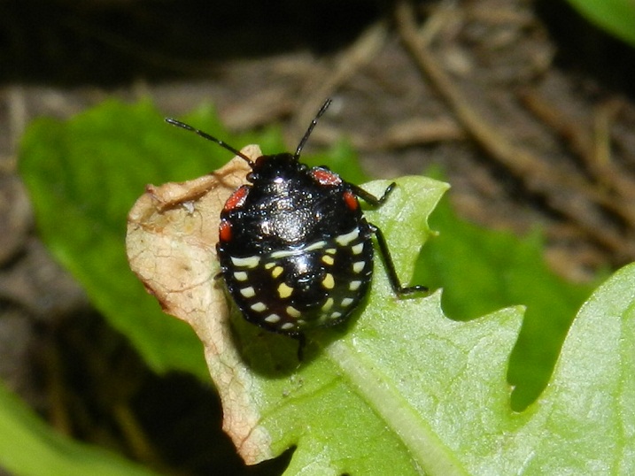 Pentatomidae: Nezara viridula (neanide) della Lombardia