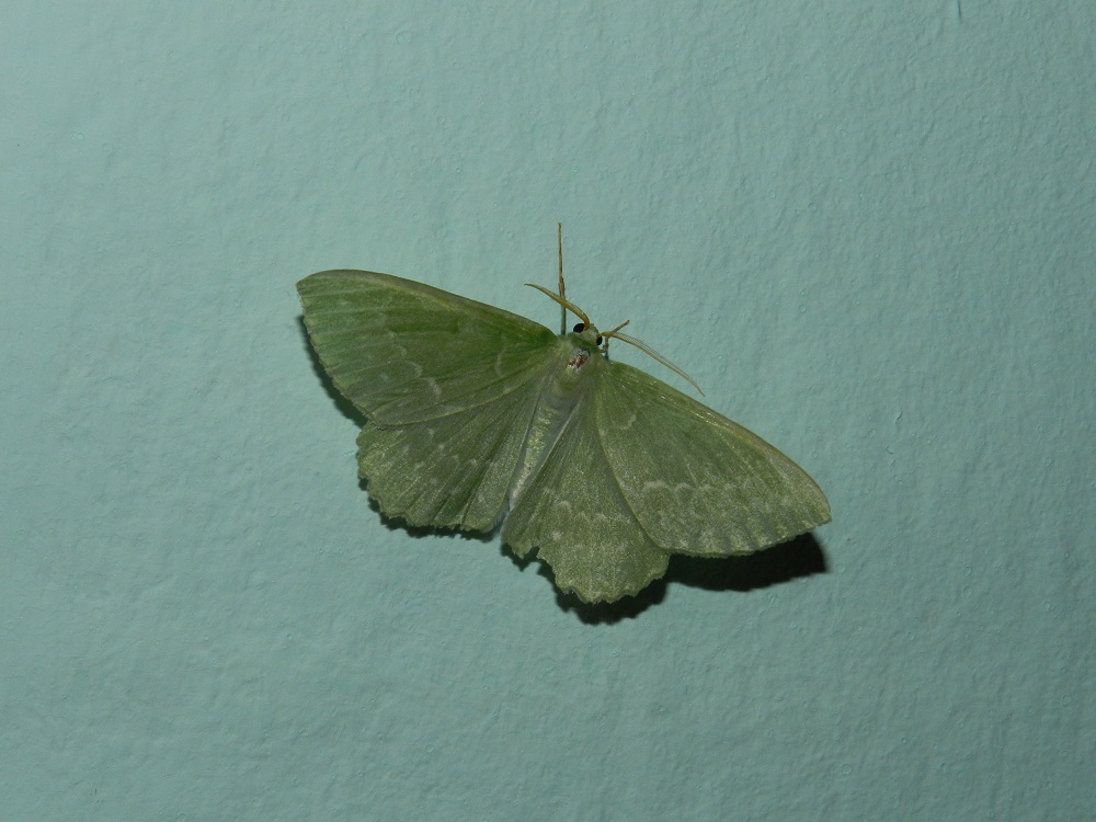 Geometra papilionaria