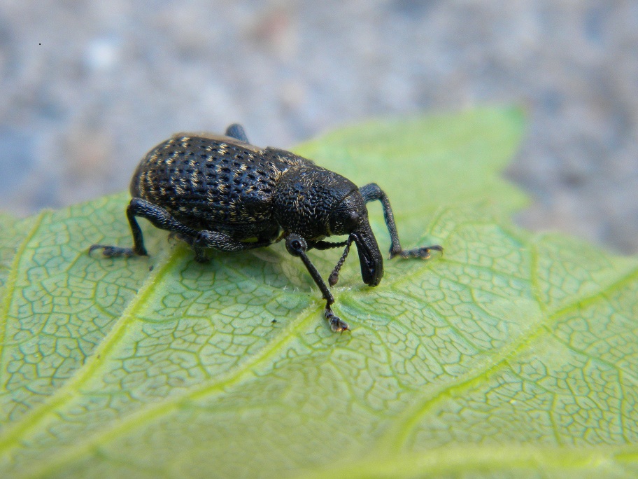 coleottero con proboscide: Hylobius abietis (Curculionidae)