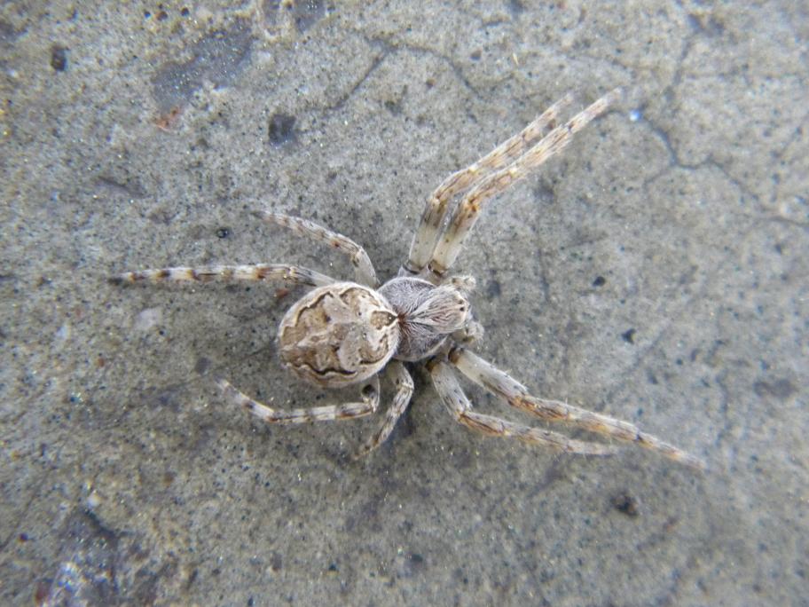 Larinioides sp.