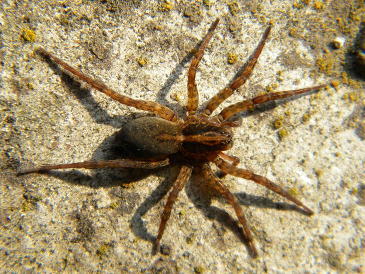 Trochosa sp.