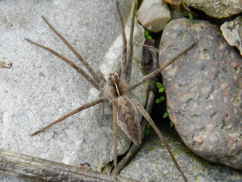 Pisaura sp.