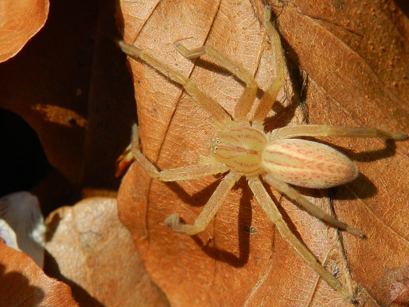 Micrommata virescens