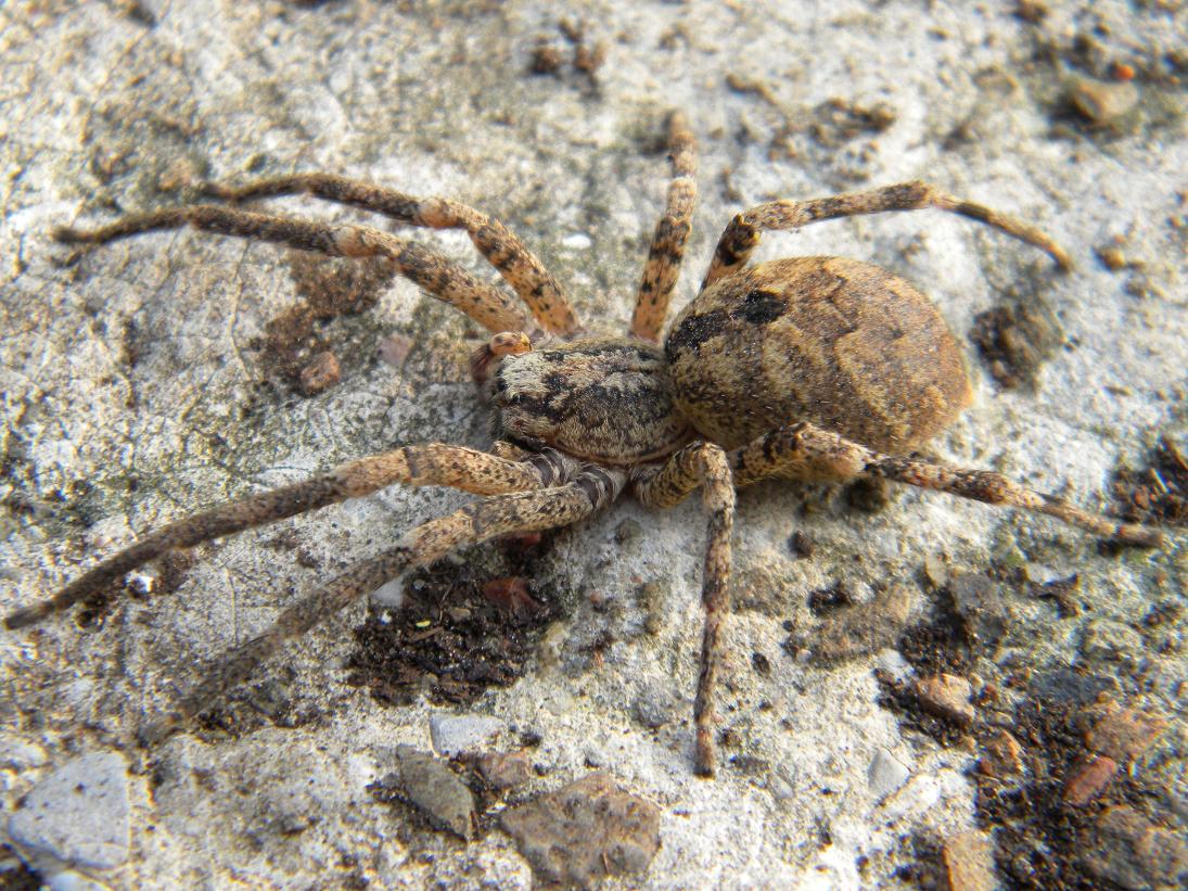 Zoropsis sp.