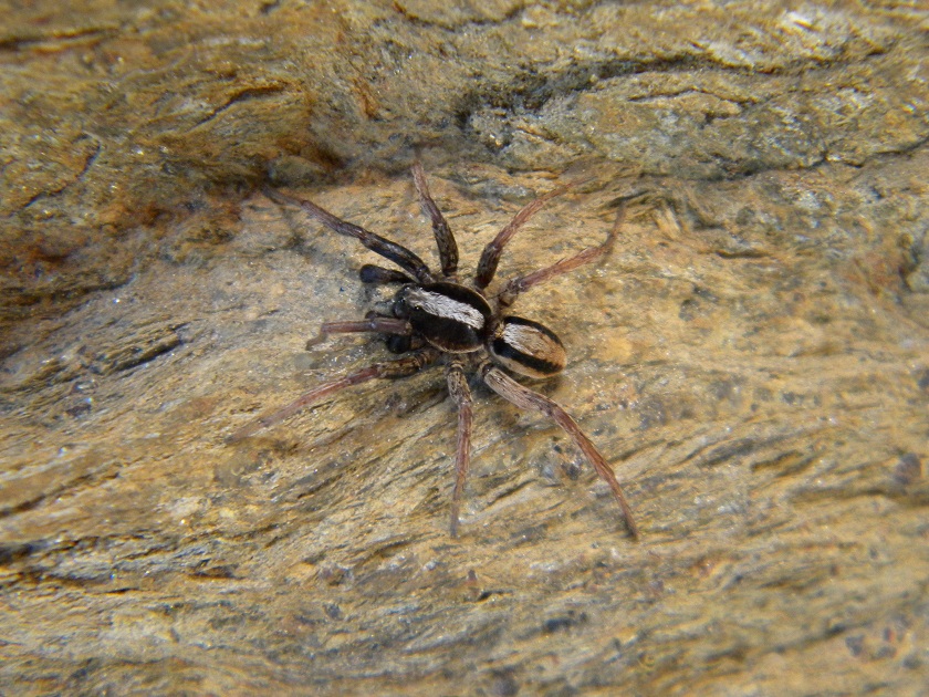 Alopecosa sp.