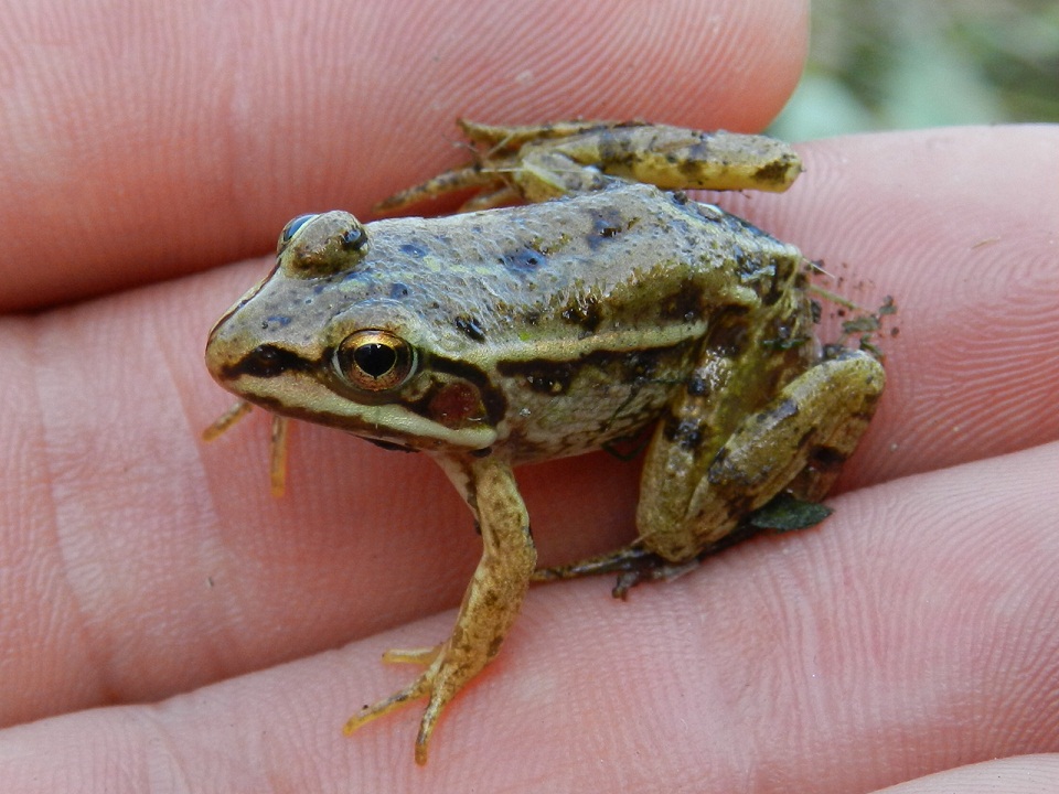 ID ranocchio - Pelophylax sp. (prov. Sondrio)