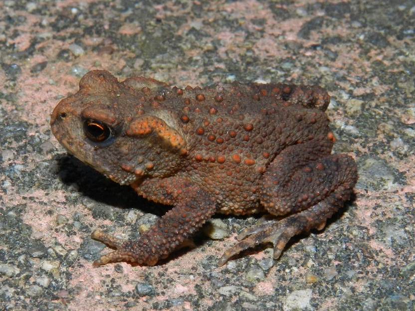 Giovane rospo?? Bufo bufo