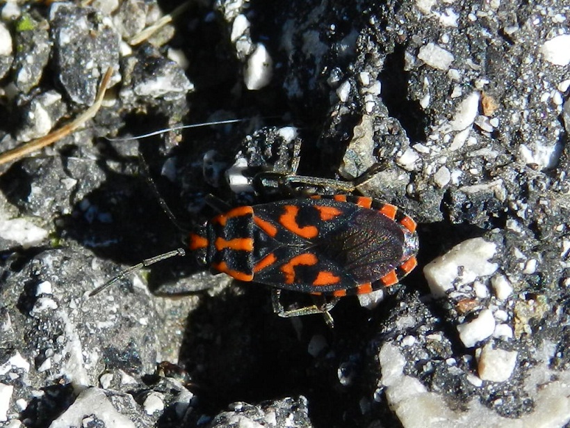 Spilostethus saxatilis della Val Gardena(BZ)
