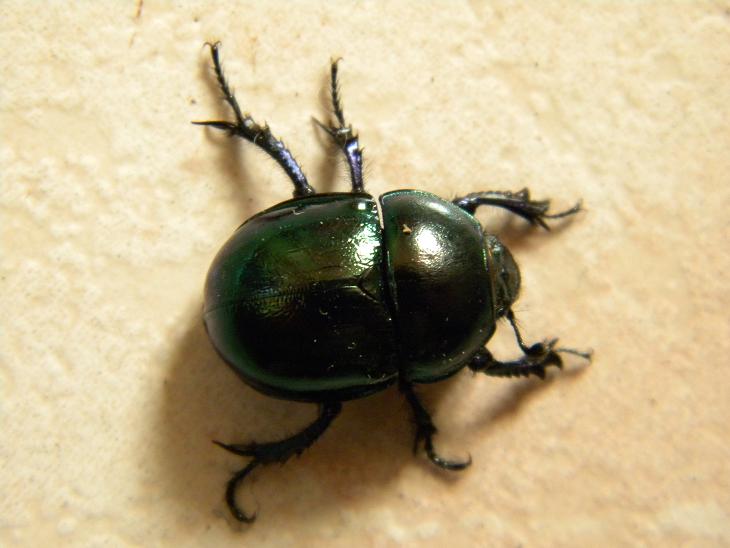 Trypocopris cfr pyrenaeus (Geotrupidae)