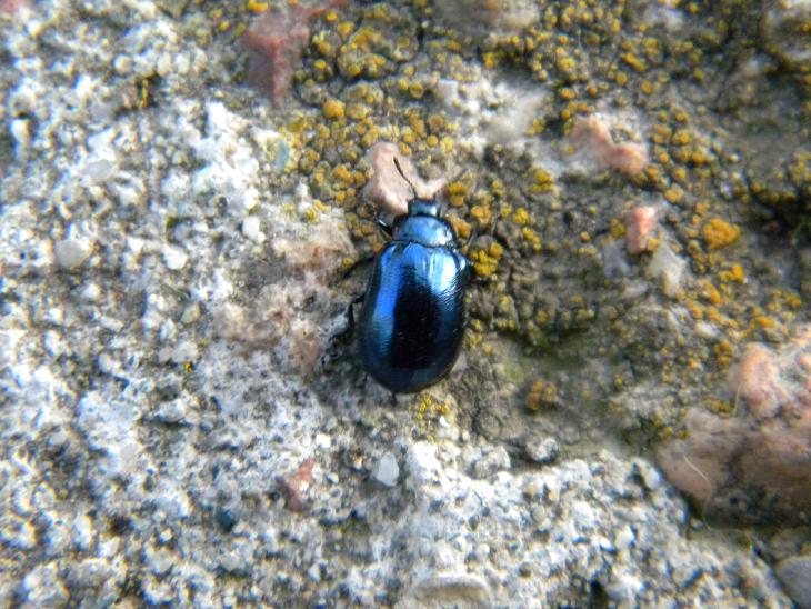Chrysomelidae: forse genere Oreina?