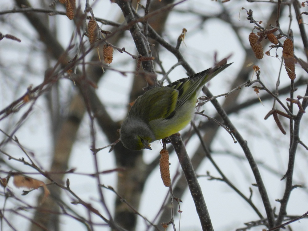 Venturone alpino (Carduelis citrinella)