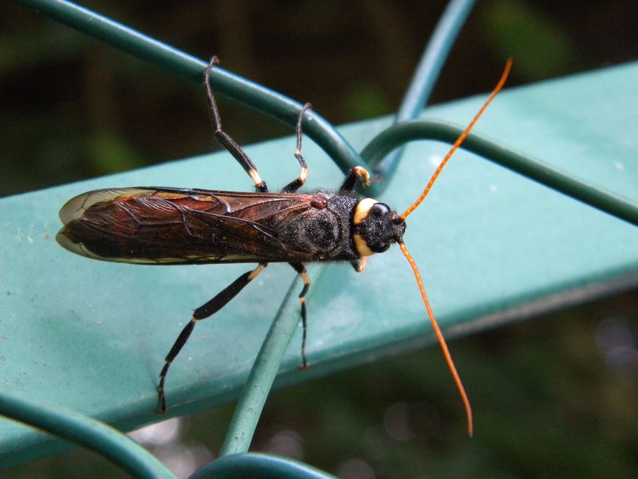 Urocerus gigas