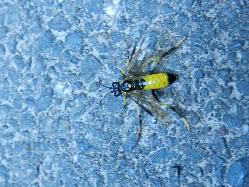 Tenthredinidae: Tenthredo (Maculedo) maculata