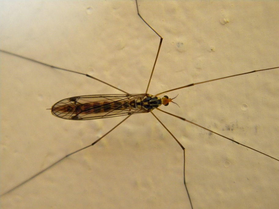 ID zanzarone tigrato