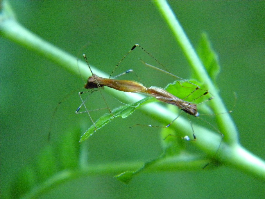 Metacanthus (Cardopostethus) annulosus