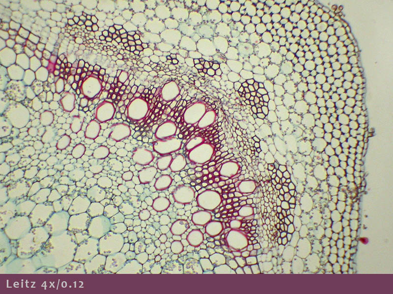 Microscopio Leitz e Fotomicrografia