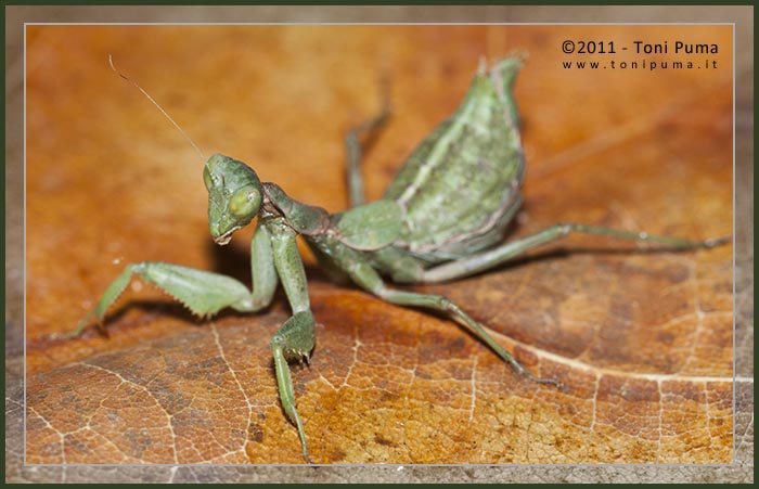 Piccola mantide siciliana