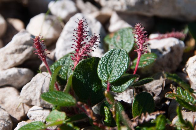 Salix reticulata / Salice reticolato