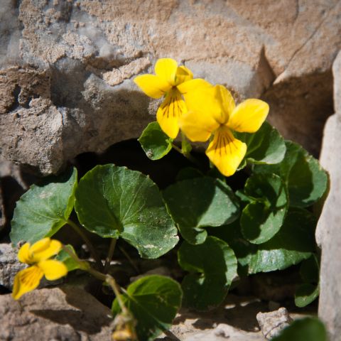 Flora DOLOMITI: Viola biflora
