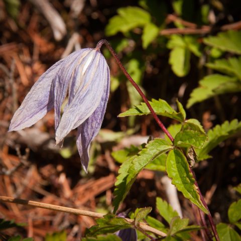 Flora DOLOMITI: Clematis alpina