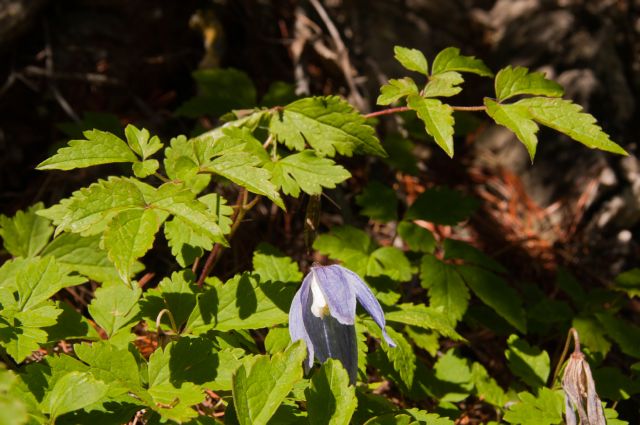 Flora DOLOMITI: Clematis alpina