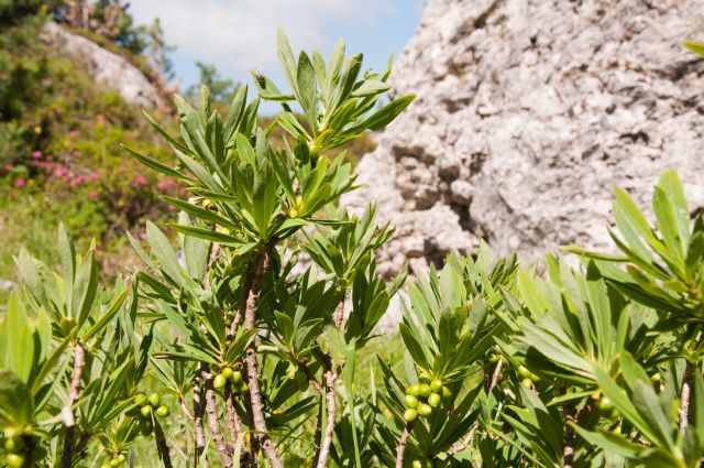 Daphne mezereum / Dafne mezereo