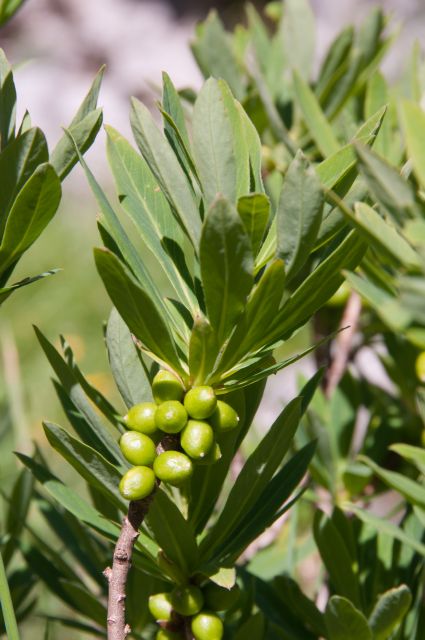 Daphne mezereum / Dafne mezereo