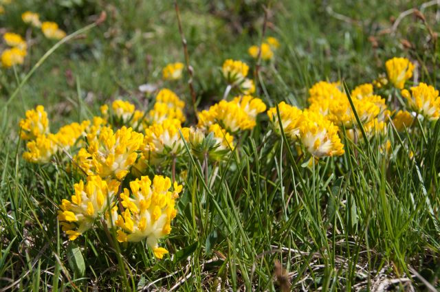 Flora DOLOMITI: Anthyllis vulneraria