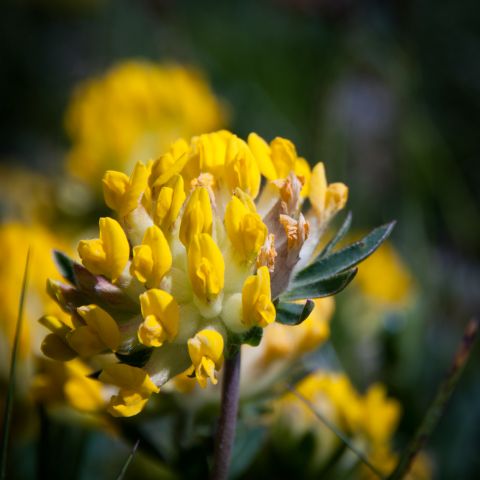 Flora DOLOMITI: Anthyllis vulneraria