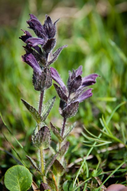 Flora DOLOMITI: Bartsia alpina
