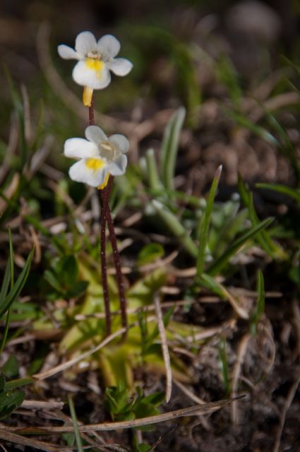 Pinguicula alpina / Pinguicola alpina