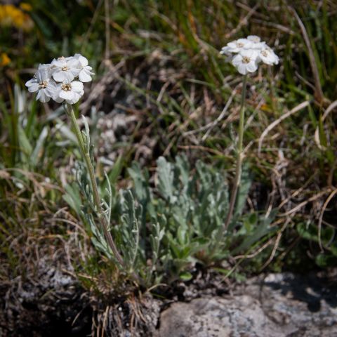 Flora DOLOMITI: Achillea clavenae