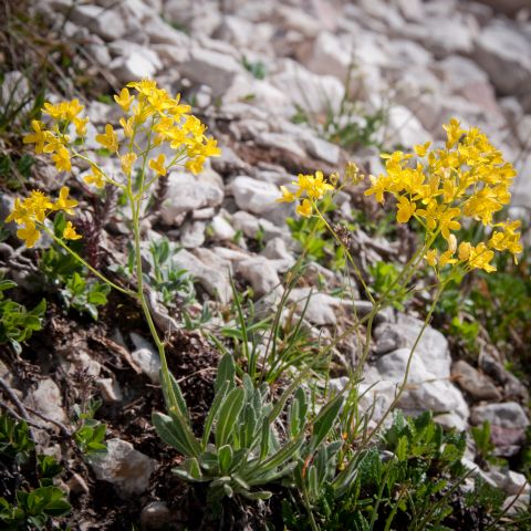 Flora DOLOMITI: Biscutella  laevigata