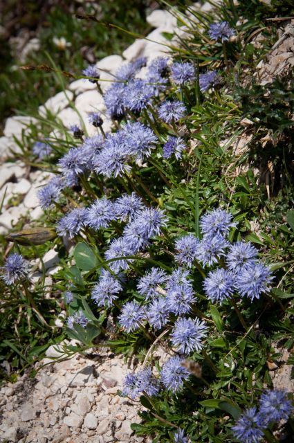 Flora DOLOMITI: Globularia cordifolia