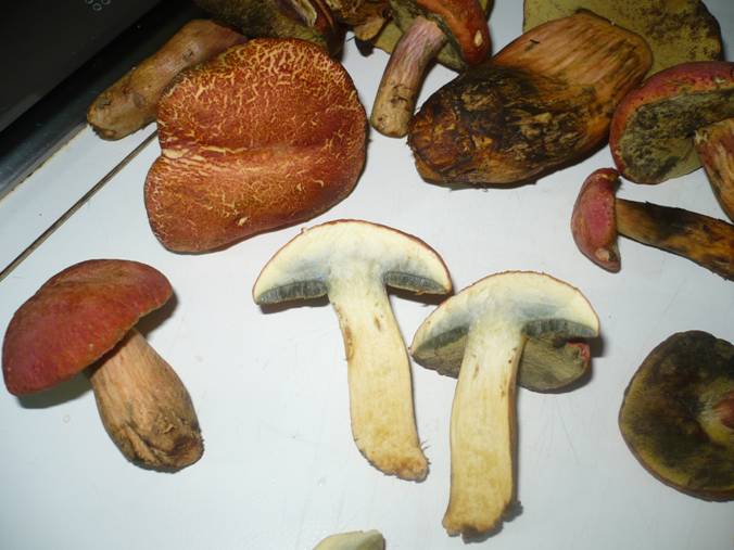 Boletus o suillus