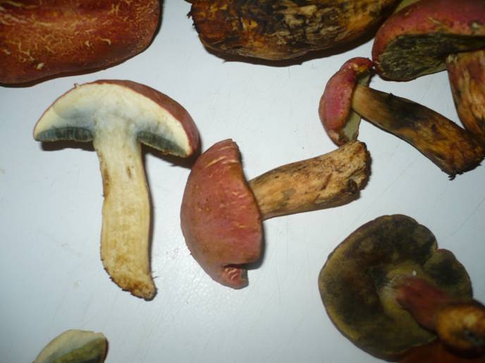 Boletus o suillus