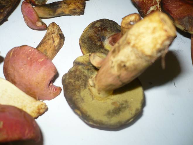 Boletus o suillus