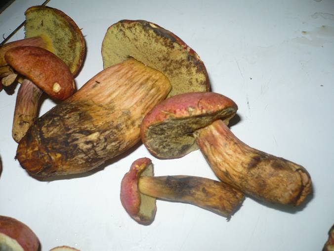 Boletus o suillus