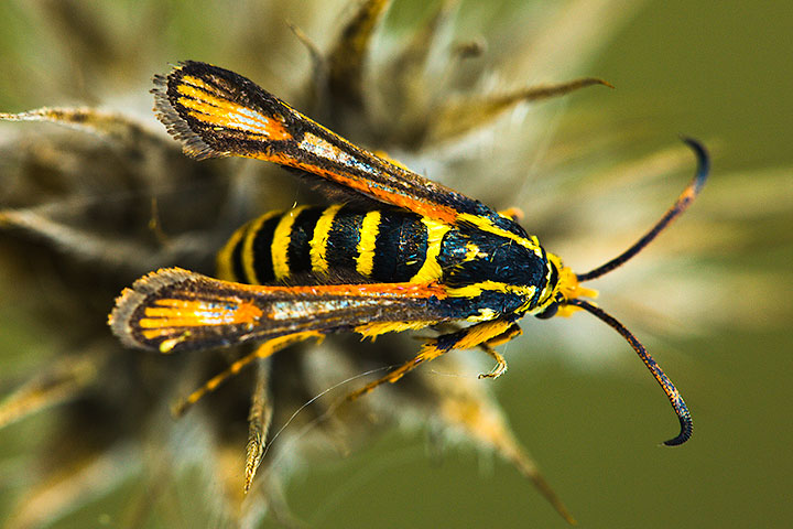 aiuto identificazione