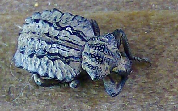 Insetto che sembra un fossile: Brachycerus sp.