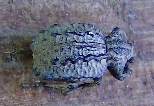 Insetto che sembra un fossile: Brachycerus sp.