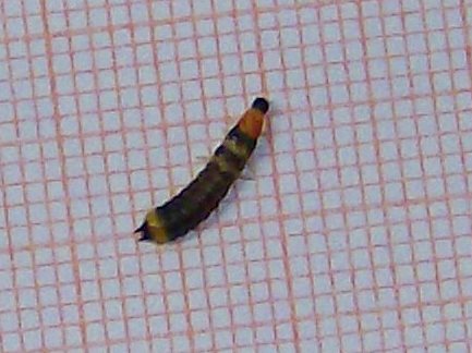 Larva di che cosa?