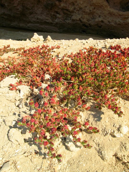 Mesembryanthemum nodiflorum